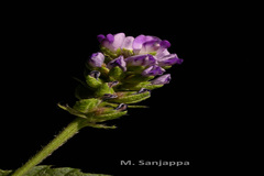 Psoralea corylifolia